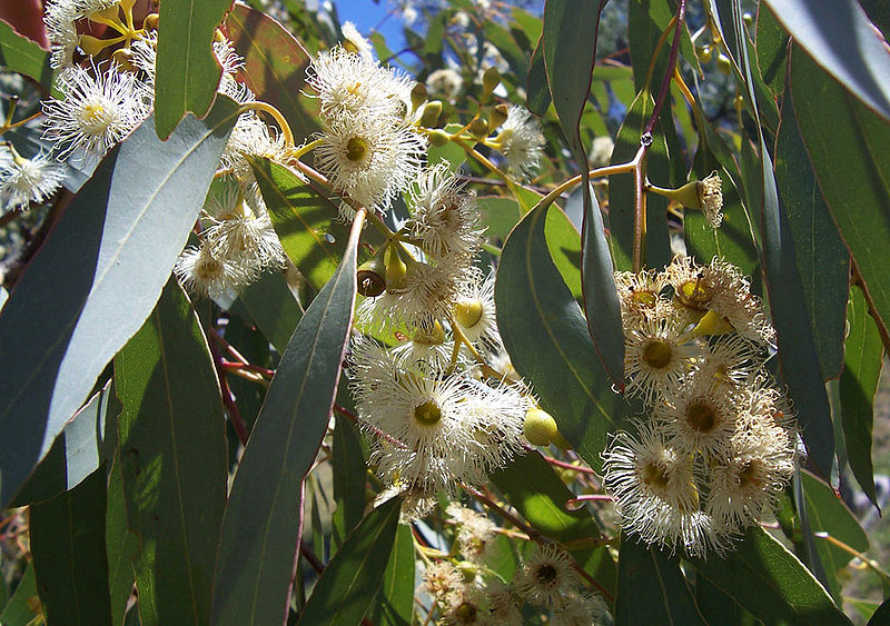 Eucalyptus flowers