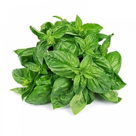 fresh basil-1000x1000
